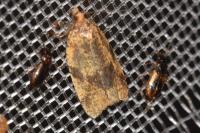 Epagoge grotiana