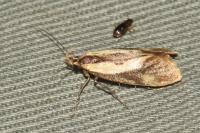 Harpella forficella