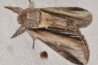 Pheosia tremula