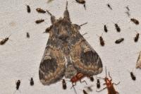 Notodonta tritophus