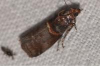 Acrobasis advenella