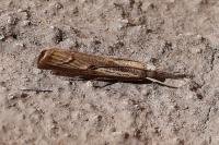 Agriphila geniculea