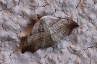Laspeyria flexula