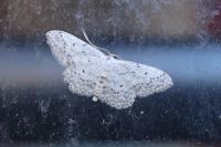 Idaea seriata