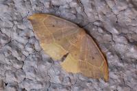 Watsonalla binaria