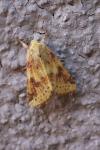 Cirrhia icteritia