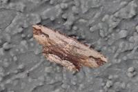 Menophra abruptaria