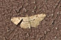 Peribatodes rhomboidaria