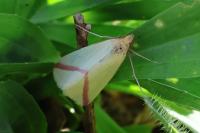 Rhodometra sacraria