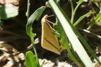 Rhodometra sacraria