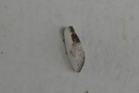 Cilix glaucata