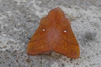 Odonestis pruni