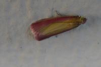 Oncocera semirubella