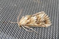 Cynaeda dentalis