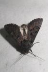 Aporophyla nigra