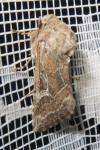 Luperina dumerilii