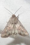 Luperina testacea