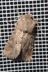 Luperina testacea