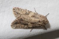 Anarta trifolii