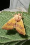 Atethmia centrago