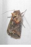 Abrostola triplasia