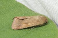 Helicoverpa armigera