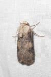 Agrotis puta