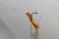 Caloptilia alchimiella