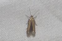 Scythris terrenella