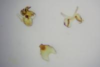 Scythris terrenella