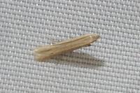 Batrachedra parvulipunctella