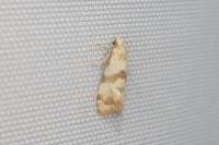 Phalonidia contractana
