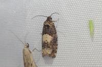 Epiblema cirsiana
