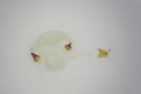 Epiblema cirsiana