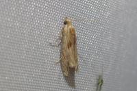 Eucosma cana