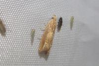 Eucosma conterminana
