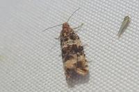 Celypha cespitana