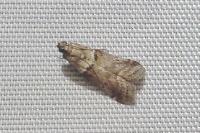 Acrobasis consociella