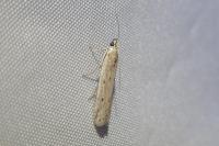 Homoeosoma nebulellum