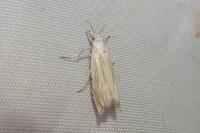 Metacrambus carectellus