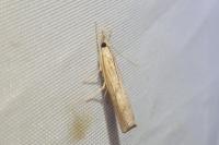 Pediasia contaminella