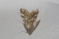 Elophila nymphaeata