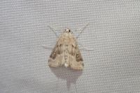 Parapoynx stratiotata