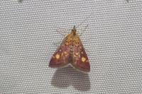 Pyrausta aurata