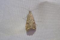Loxostege sticticalis
