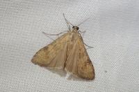 Nomophila noctuella