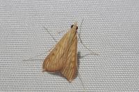 Antigastra catalaunalis