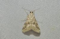Hellula undalis