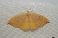 Watsonalla binaria