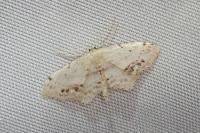 Idaea dimidiata